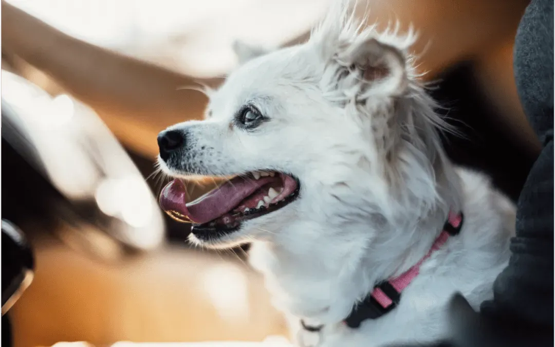 5 Ways to Keep Your Pet Safe Inside and Outside Your Home