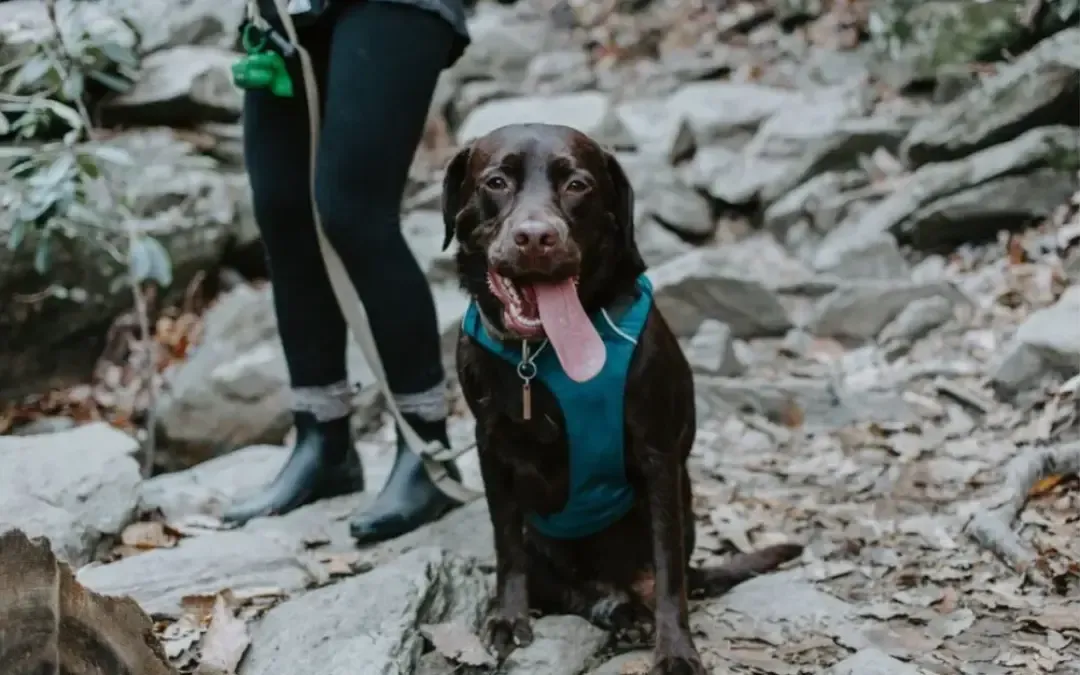 Learn about Outdoor Activities You Can Enjoy with Your Pet