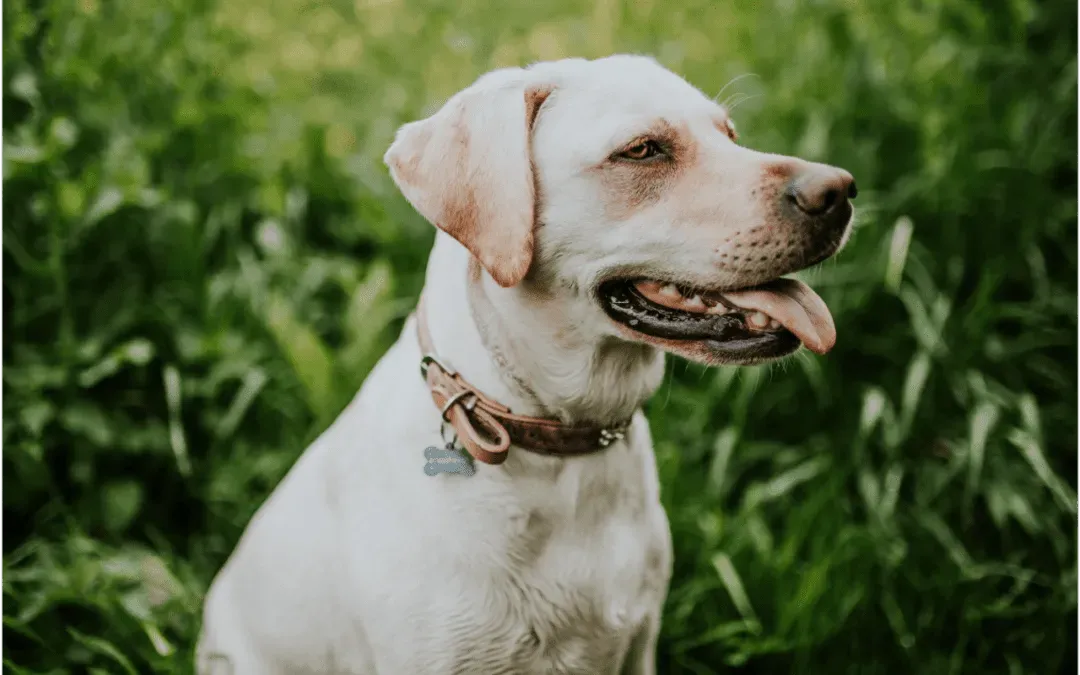 Learn about Ways to Prepare for Your Pet's Passing