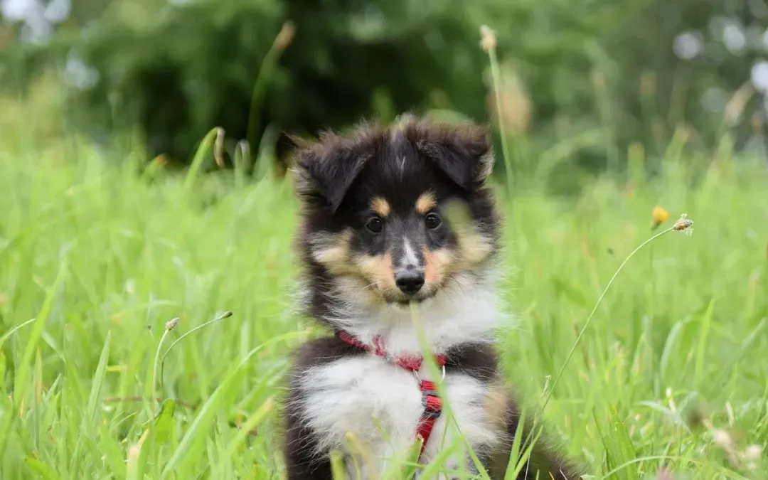 Learn How Pet Vaccines Protect Your Pet From Disease