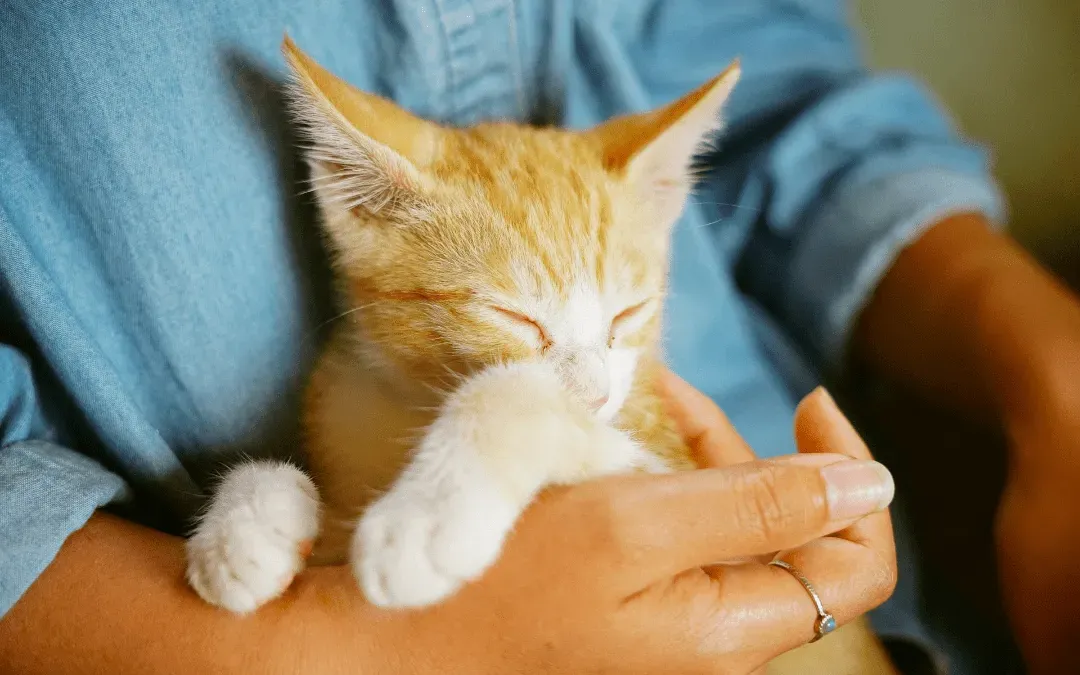 Making Your Cat's Trip to the Vet a Little Easier