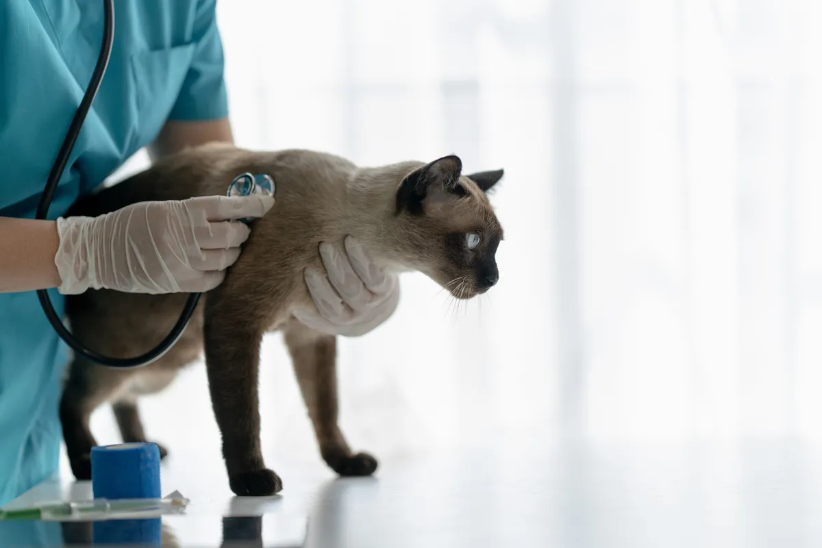 New Year, Healthier Pets: Wellness Resolutions for Your Dog or Cat
