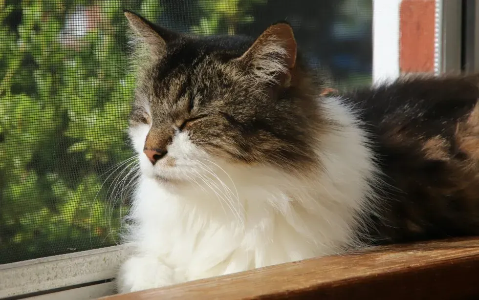 Nurturing Senior Cats During National Cat Health Month