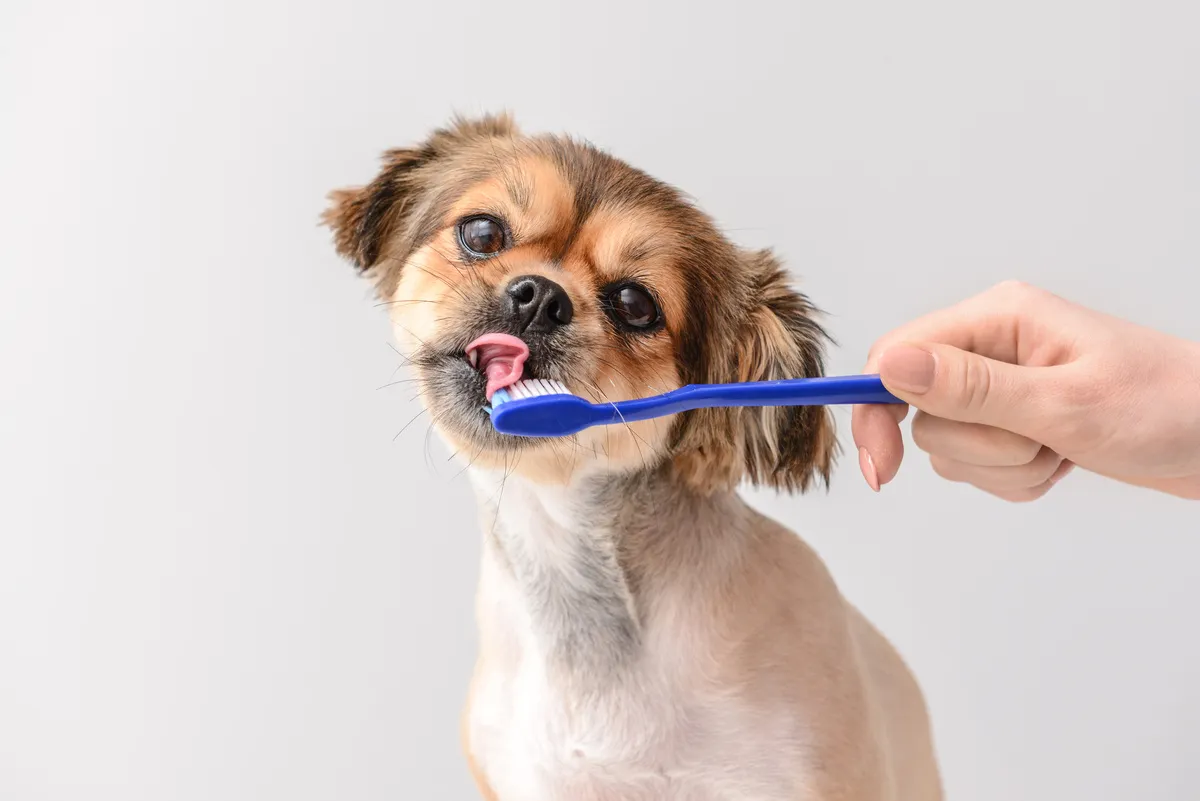 Understanding Pet Dental Health: Why Regular Cleanings Matter