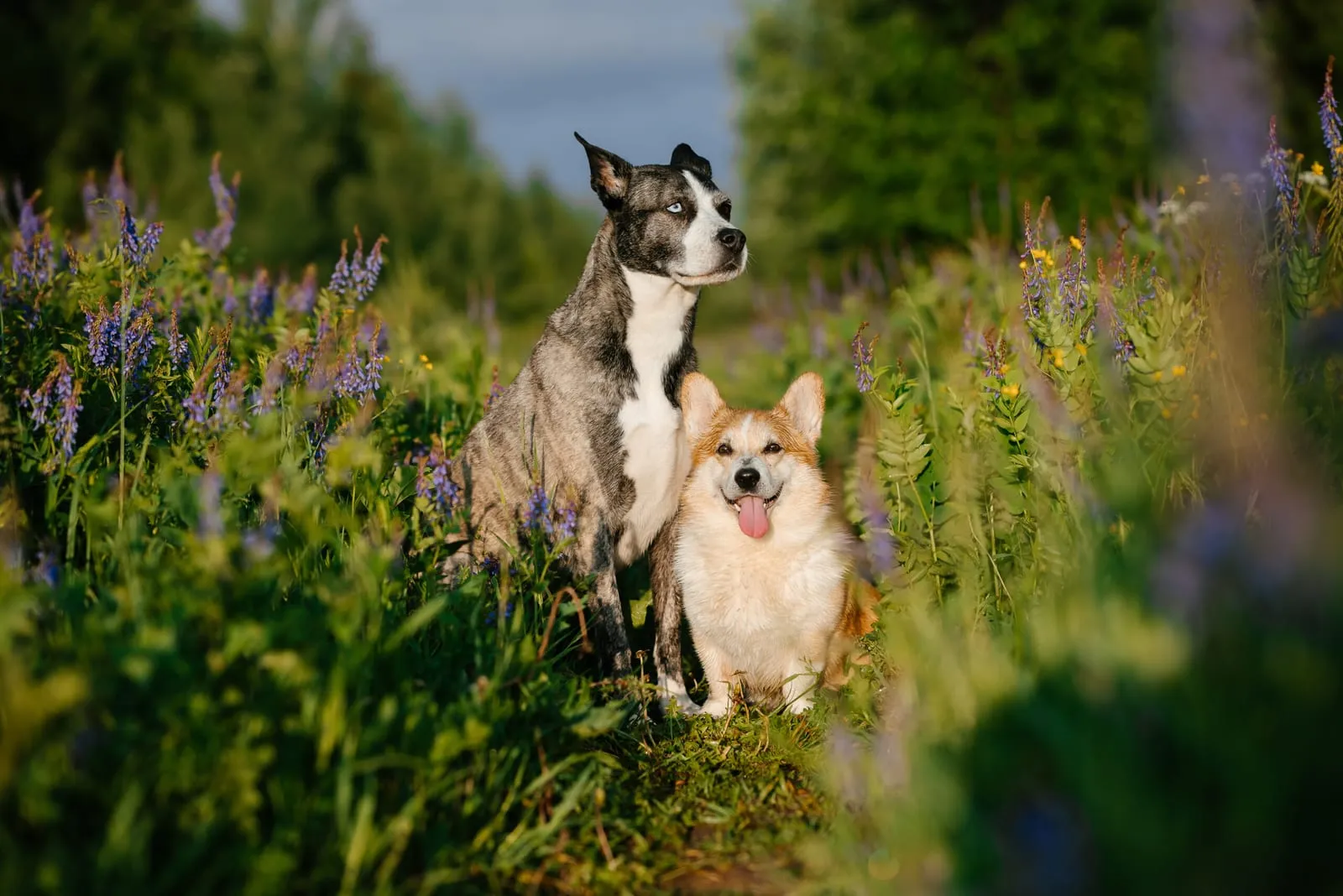 Preparing Your Pet for Warmer Weather: Parasite Prevention Tips