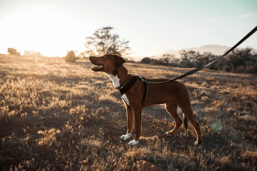 Techniques to Prevent Dog Bites and Ensure Your Dog's Safety