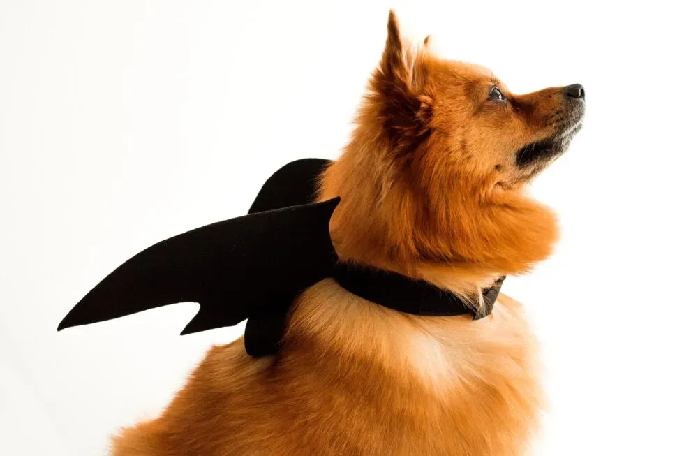 A Safe and Spooky Halloween: Tips for Protecting Your Beloved Pets
