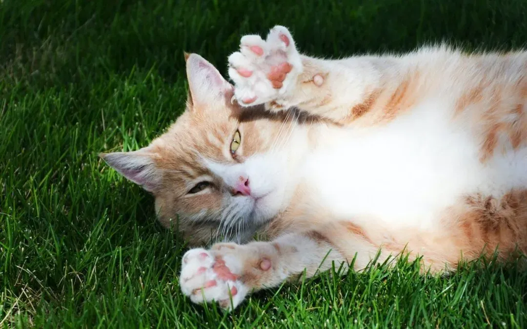 Signs That Your Pet's Limp Requires Urgent Attention