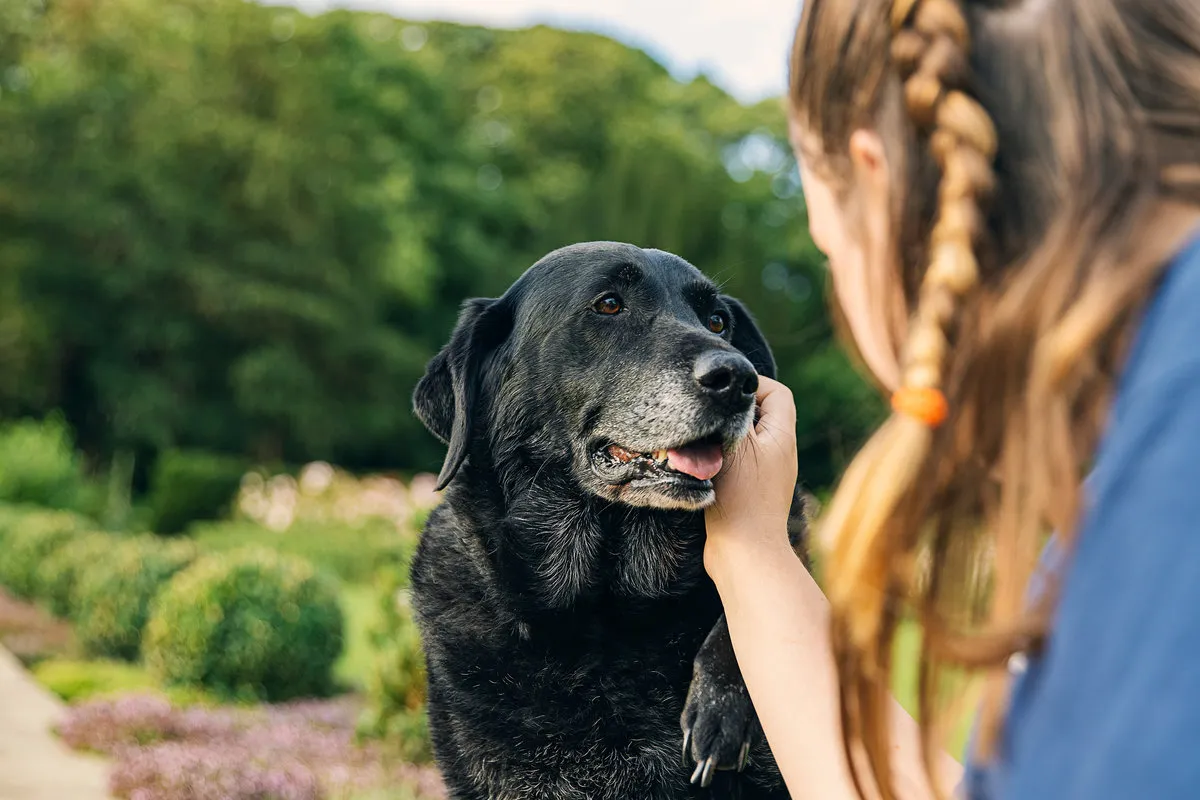 Signs Your Senior Pet May Need Arthritis Care