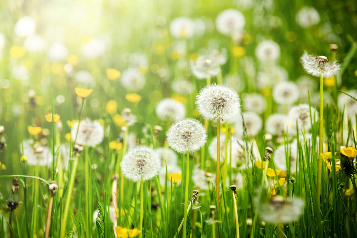 Spring Allergies in Pets: Symptoms and Treatment Options