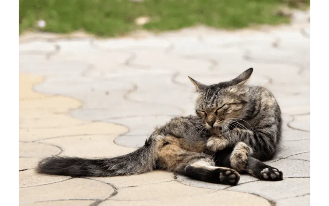 Spring Skin Allergies in Pets