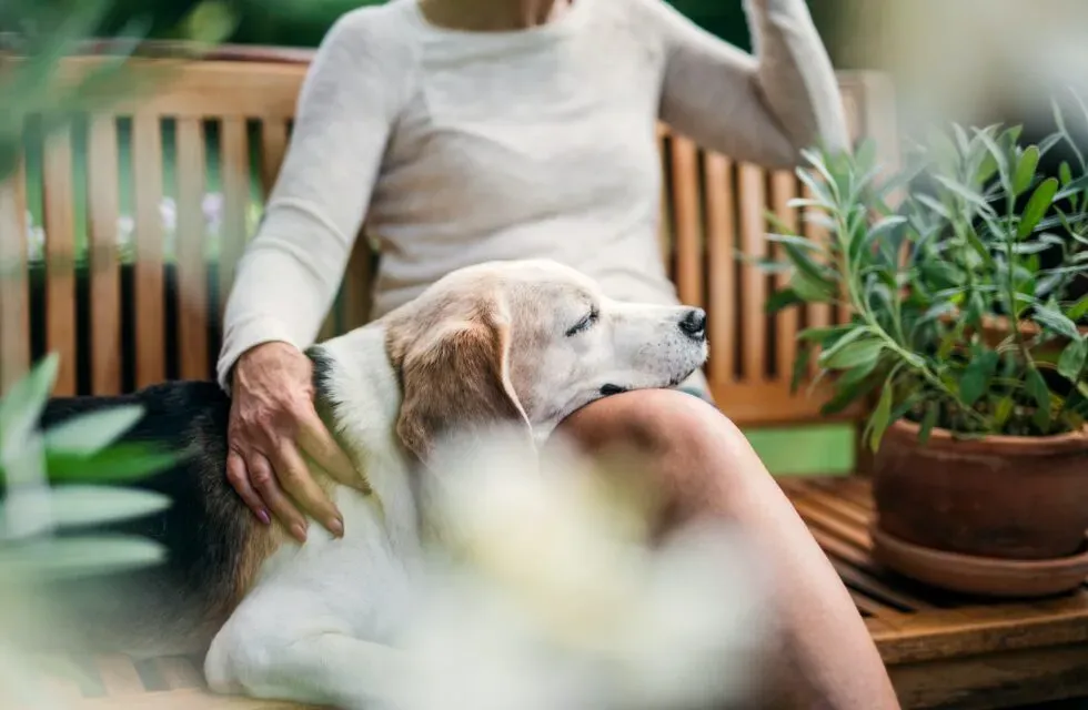 The Beauty of Adopting Senior Pets and Their Endearing Qualities