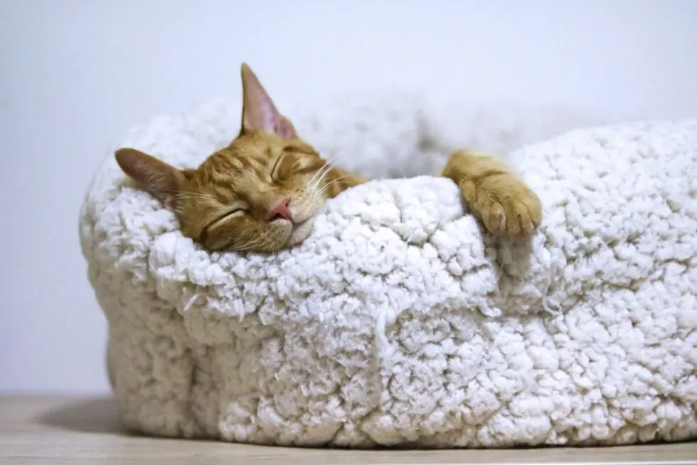 The Healing Power of a Cat's Purr
