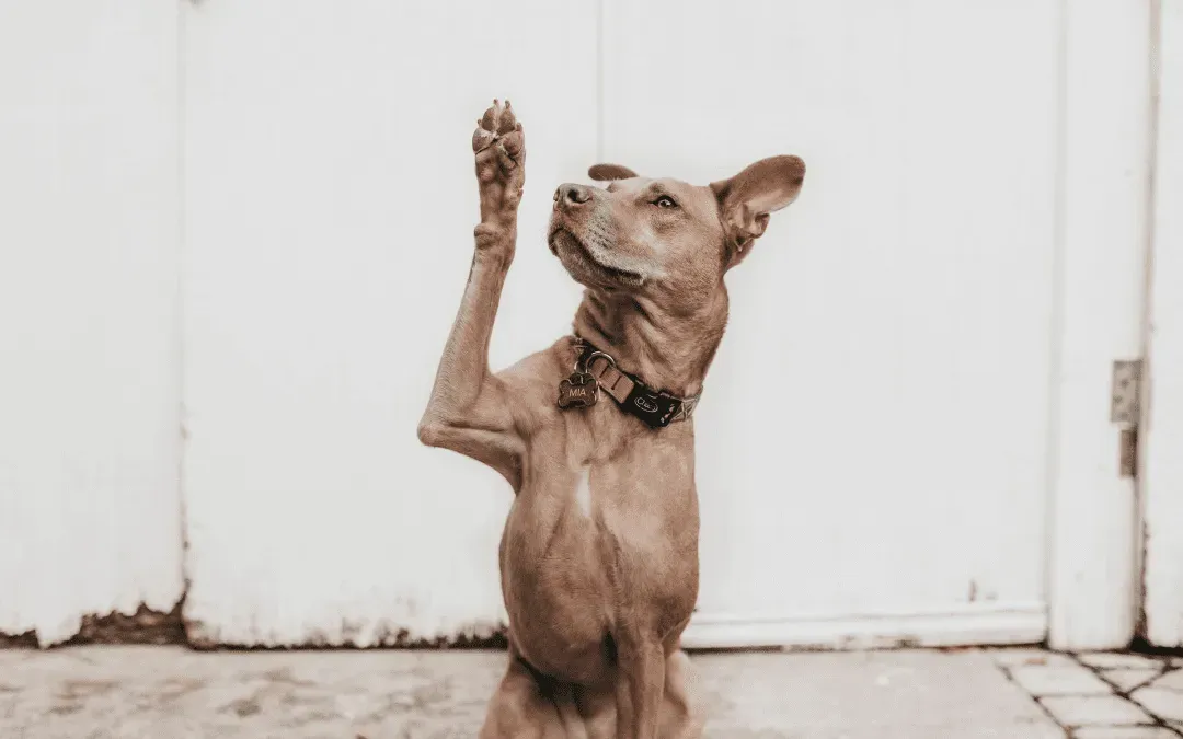 The Importance of Vaccinating Your Pet