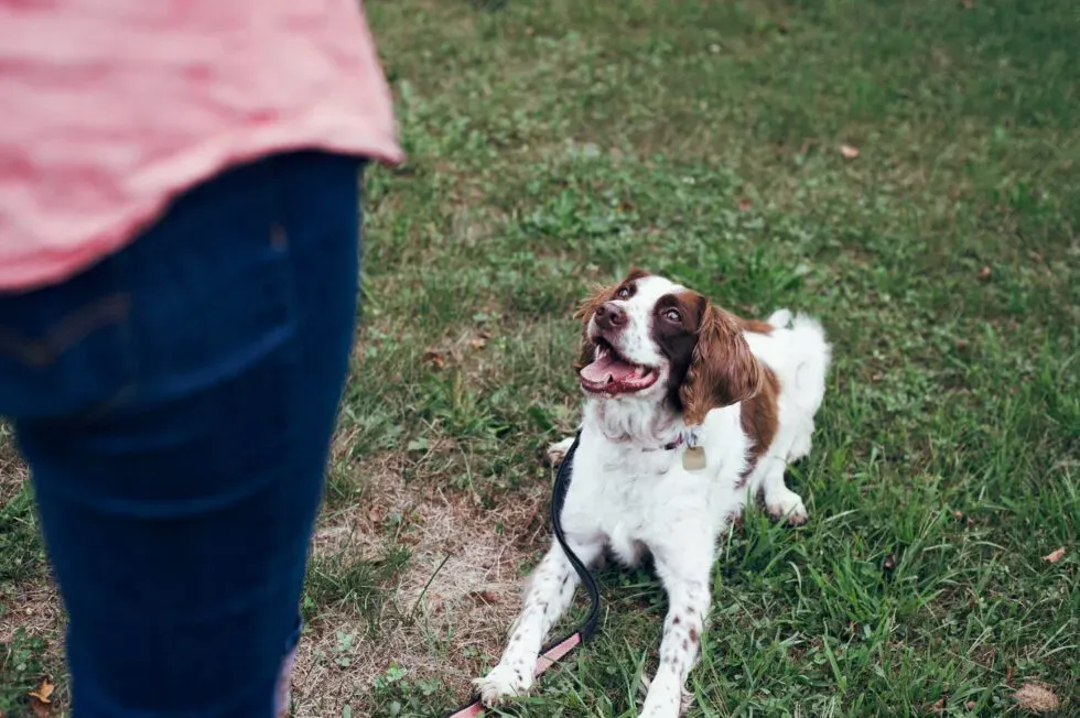 Toxin-Proof Training: Teach Your Pet to Avoid Dangerous Substances