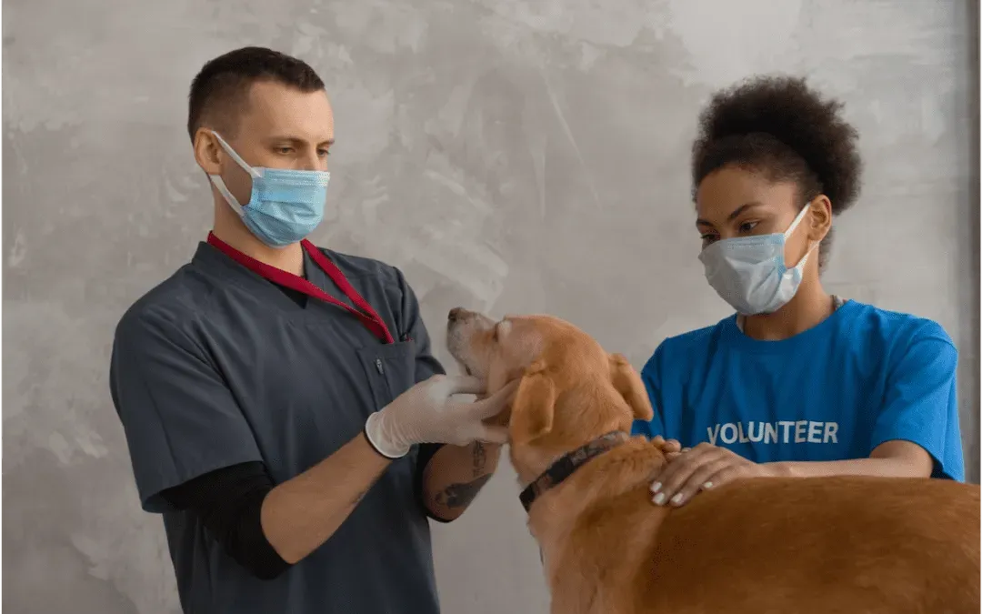 Vet Techs: Animal Hospitals' Unsung Heroes