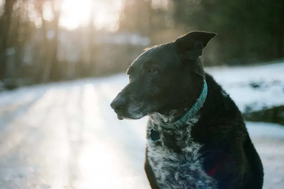 Ways To Deal With Changing Behavior in Your Senior Pet
