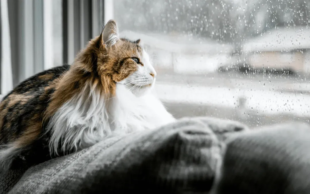 Why Your Pet Needs to Be on Parasite Prevention Even in the Winter