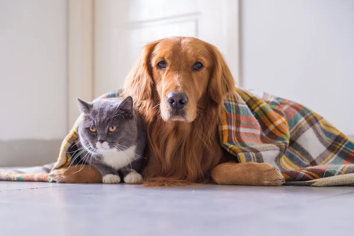 Winter Safety Tips: Protecting Your Pet During Cold Texas Weather