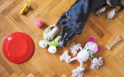 Safe and Unsafe Chew Toys for Pets