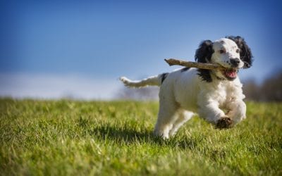 3 Hazards at the Dog Park