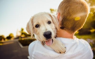 3 Ways for a Happy Reunion with Your Lost Pet