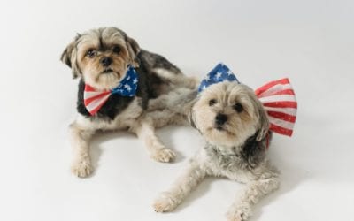 How to Make Your 4th of July One for the Pets!