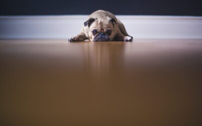 5 Practical Tips to Help Cope With Pet Anxiety