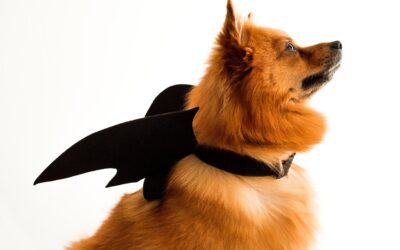 A Safe and Spooky Halloween: Tips for Protecting Your Beloved Pets