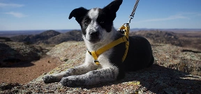 Dog Image