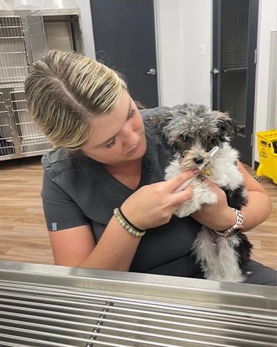 Gentle Pet Care Moment