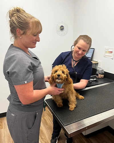 Puppy Checkup Time